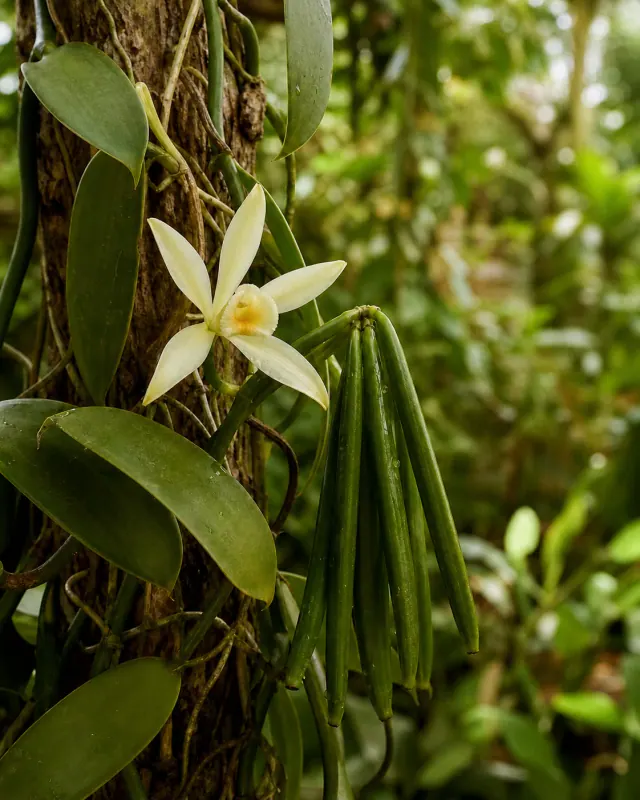 Vanille Bourbon de Madagascar